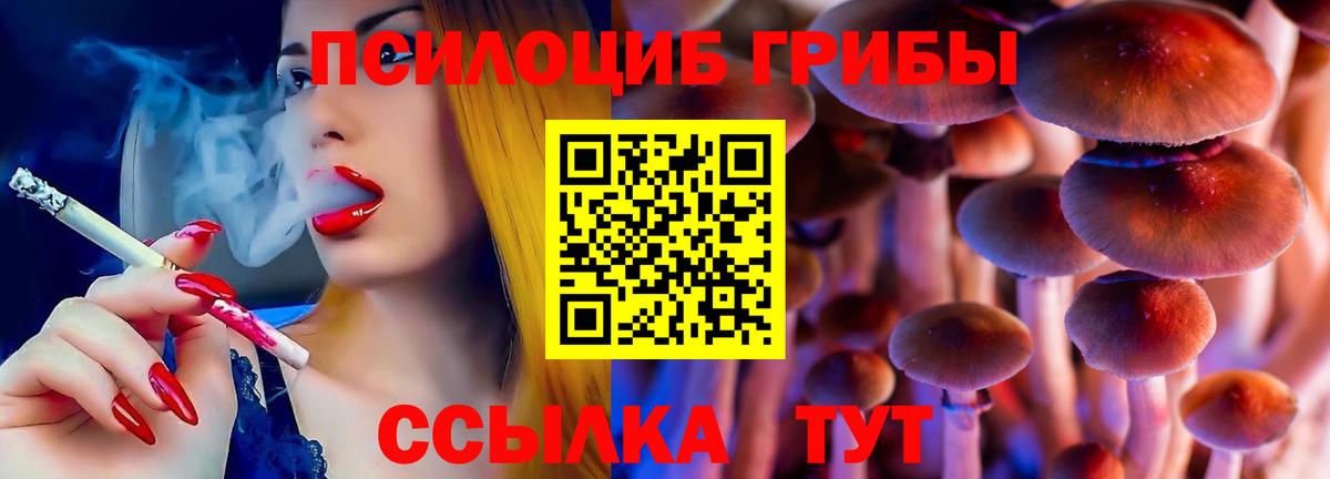 Псилоцибиновые грибы Cubensis Сосновый Бор